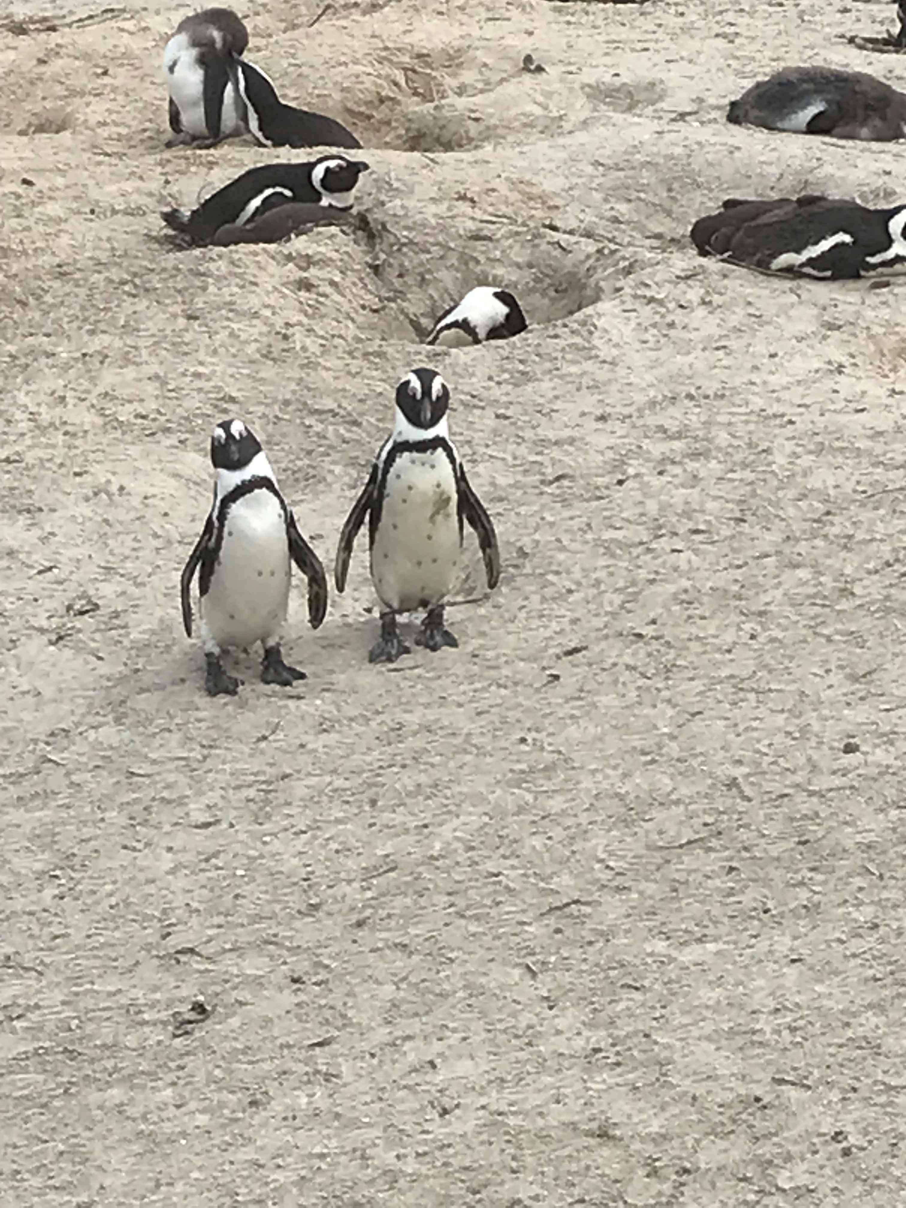 Endangered African Penguins
